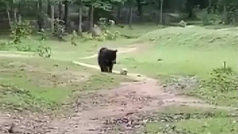クマの親子が華麗なボールさばき　インドの森で少年たちが遊んでいると…
