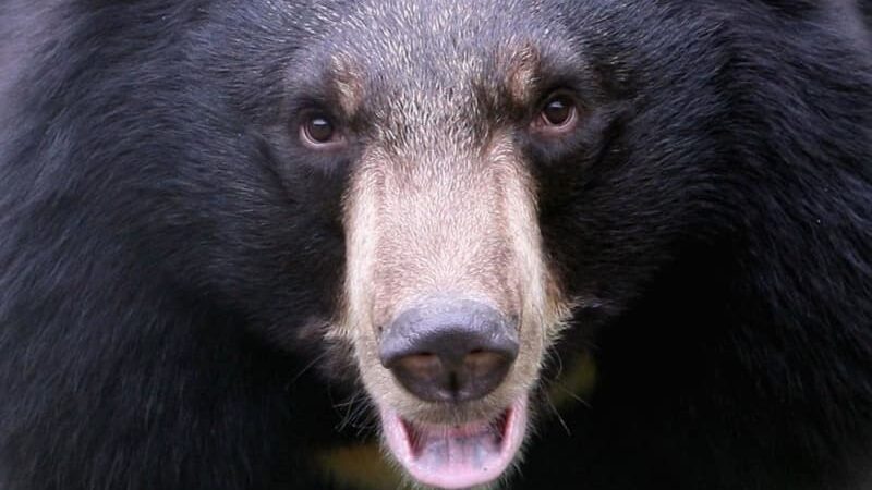 これは怖い！44歳の元代表選手の自宅にクマ出没…子供たちは悲鳴
