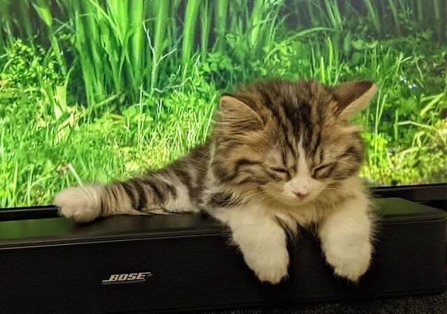 「よいしょと登ろうとしたところで電池切れ」スピーカーの上で寝落ちする子猫の姿に反響