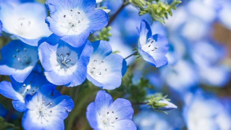 4月7日の花とは？【366日の誕生花と幸せの花言葉】